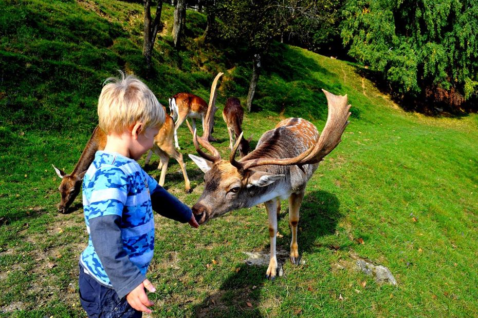 A boy feeding a curious deer